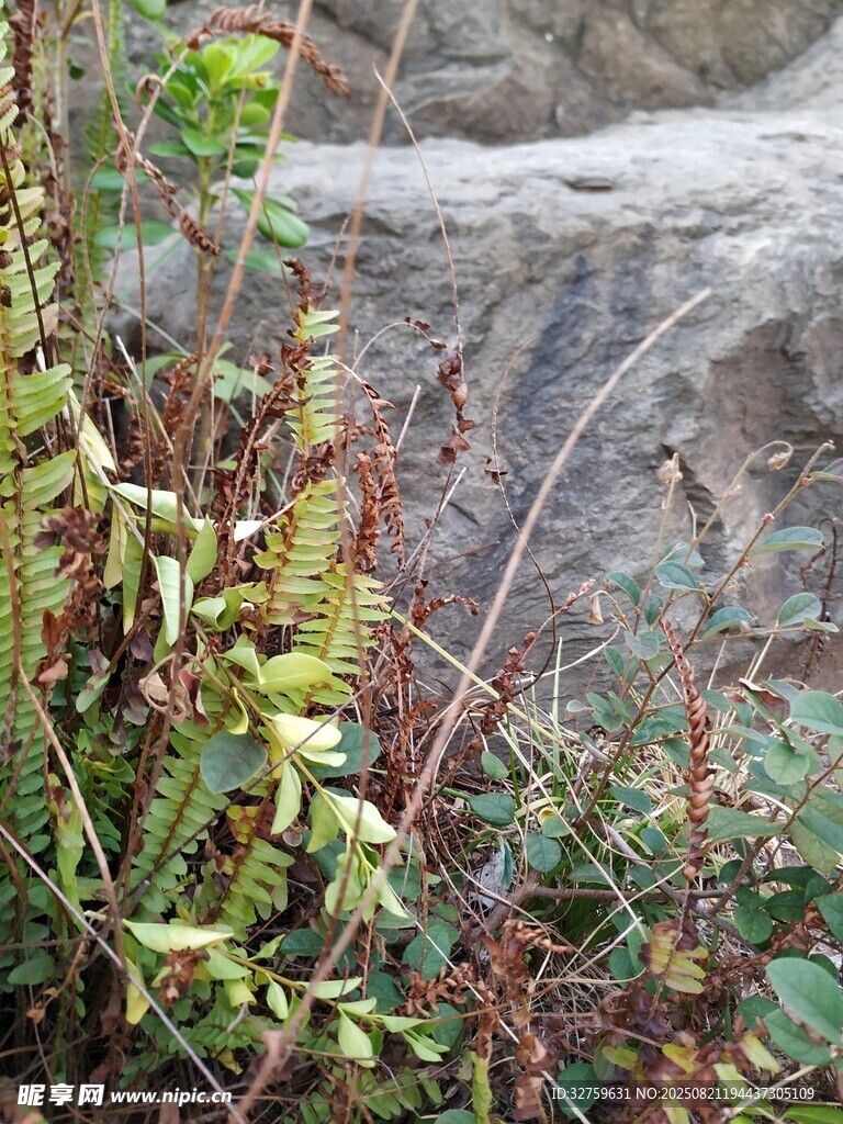 岩石边的绿植景观