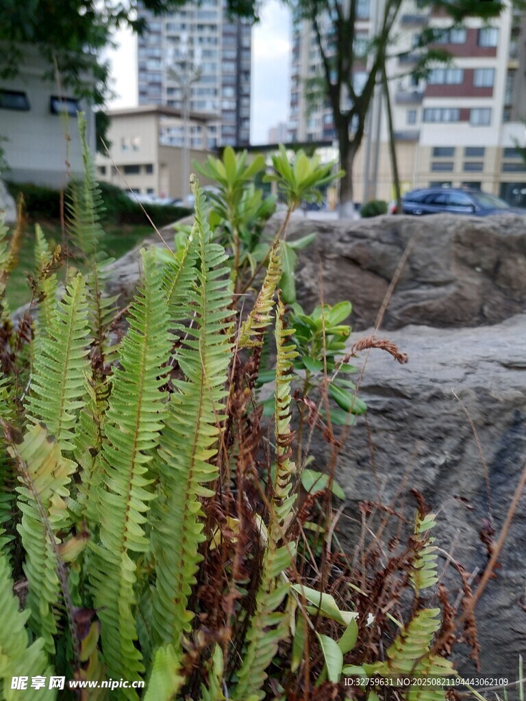 户外绿植与岩石景观