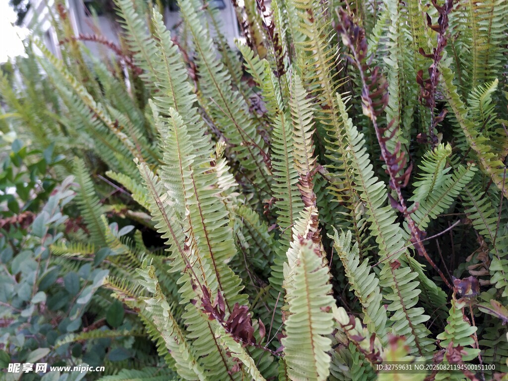 翠绿蕨类植物特写
