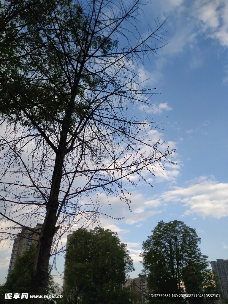 蓝天树木景观