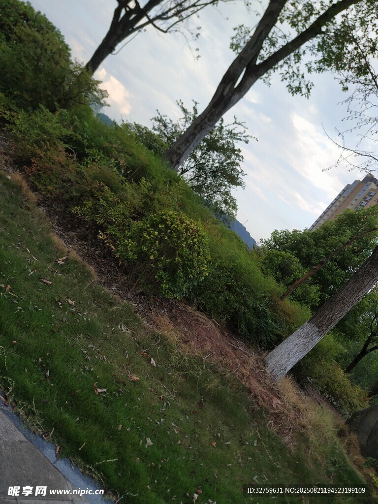 户外自然绿植景观小路