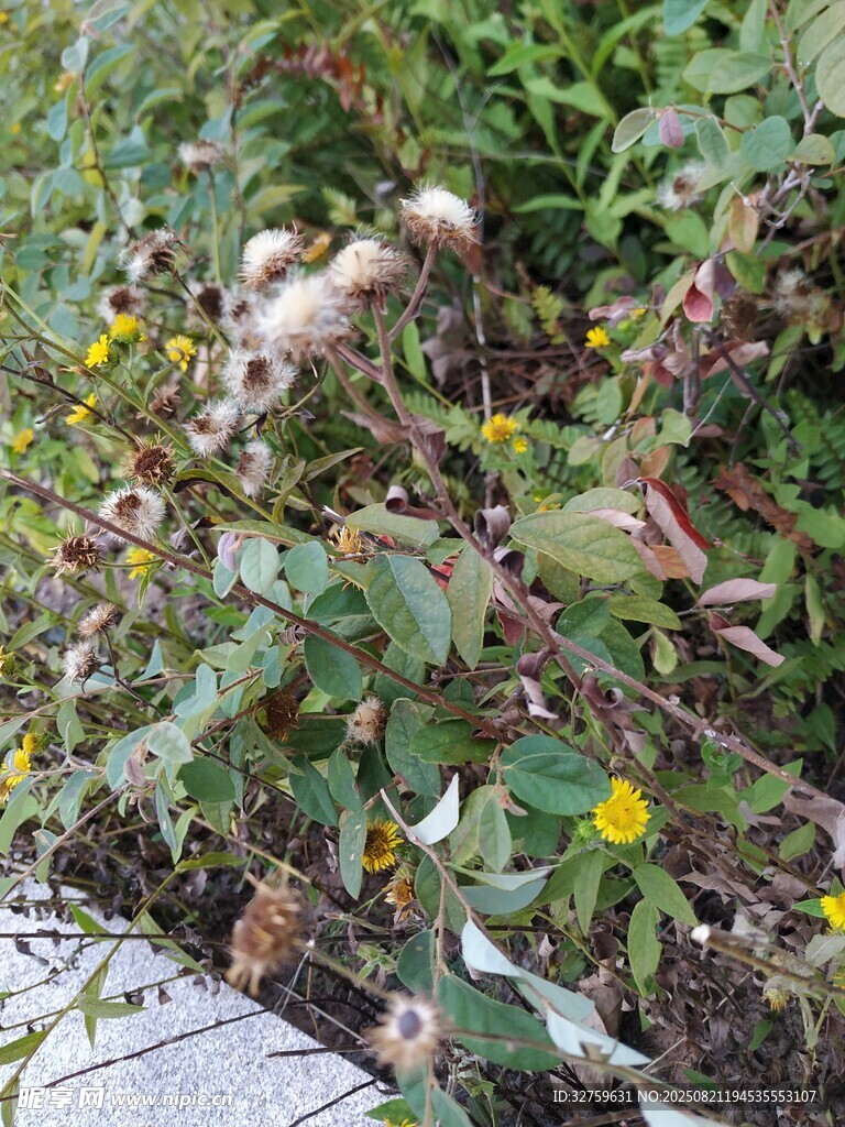 路边繁茂的花草植物