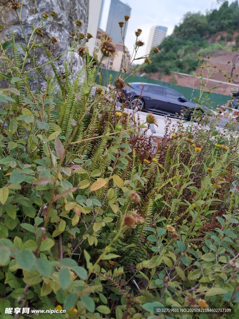 杂草丛中的蓝色车辆