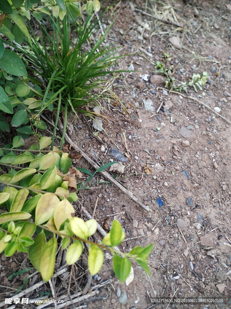 地面绿植与散落枝叶