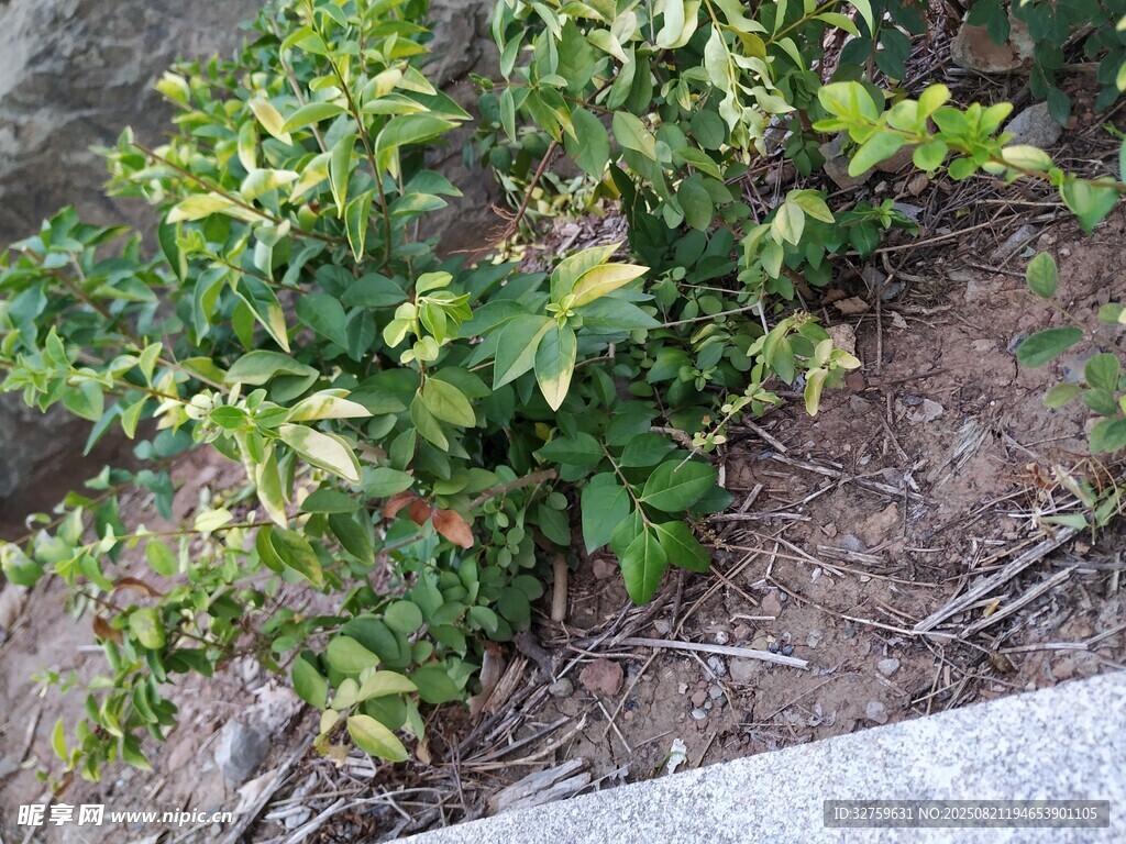路边生长的绿色植物