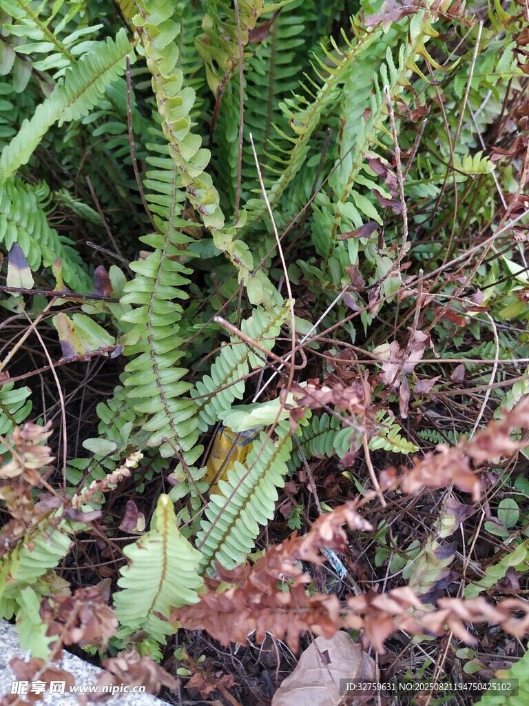 翠绿蕨类植物近景