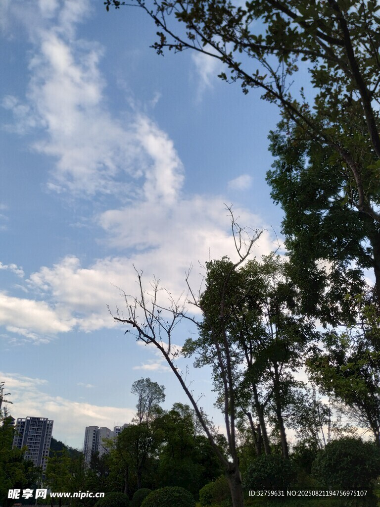 蓝天白云下的绿树景致