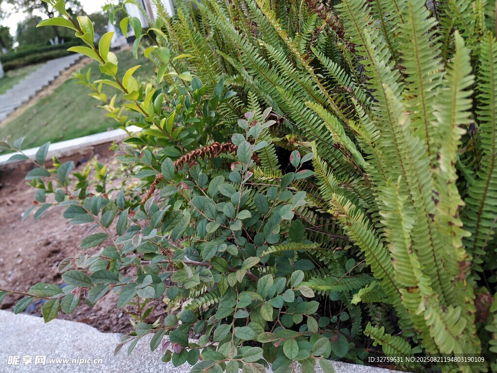 户外繁茂绿植景观