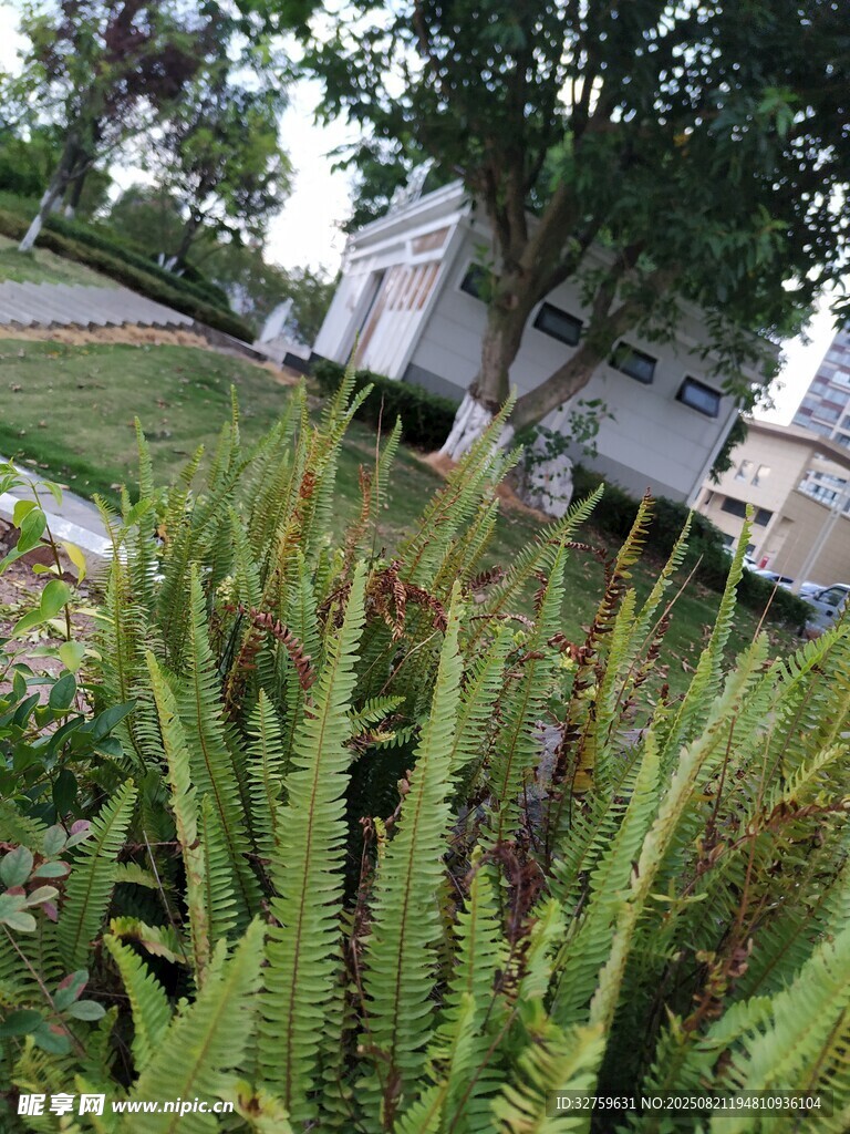 庭院绿植与房屋景致