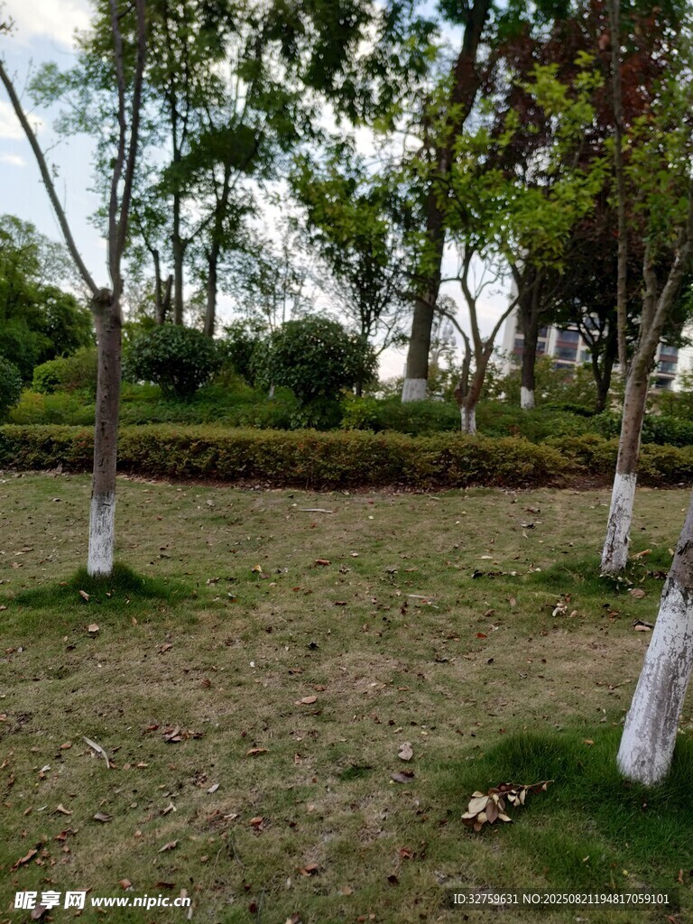 春日草地树木景观