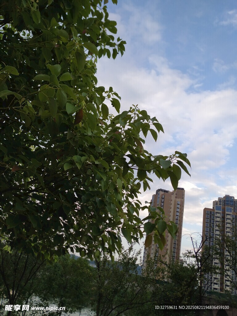 绿树掩映下的城市高楼