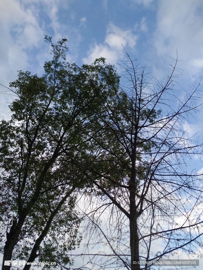 蓝天白云下的树木景观