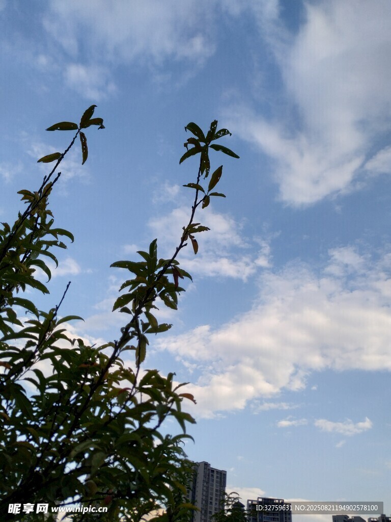 枝叶间的蓝天美景