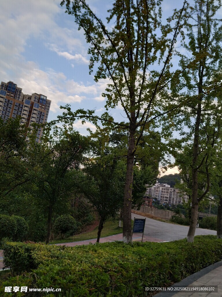 城市公园绿树景观
