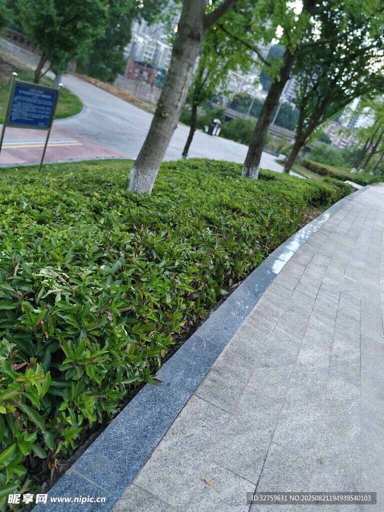 城市街边绿意盎然的绿化带