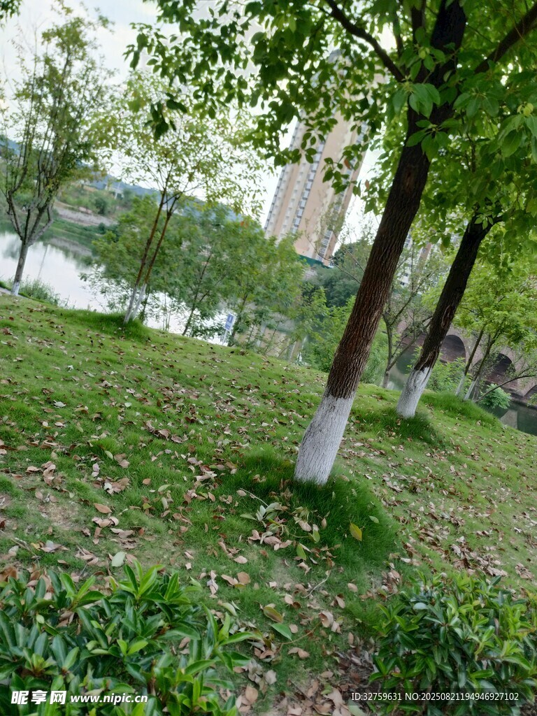 春日草地旁的葱郁树木