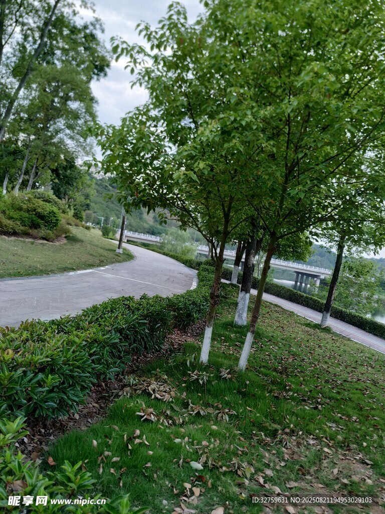 绿意盎然的林间小路