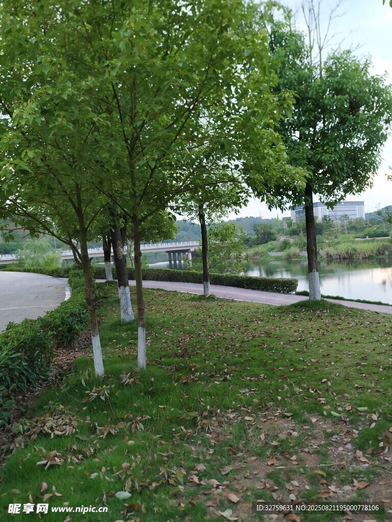 湖畔绿树成荫的宁静景致