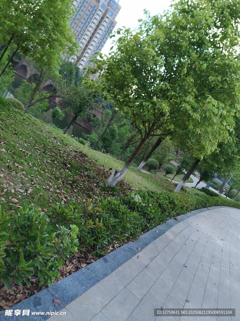 城市林荫小道风景