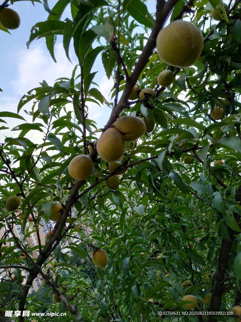 枝头硕果累累的黄桃