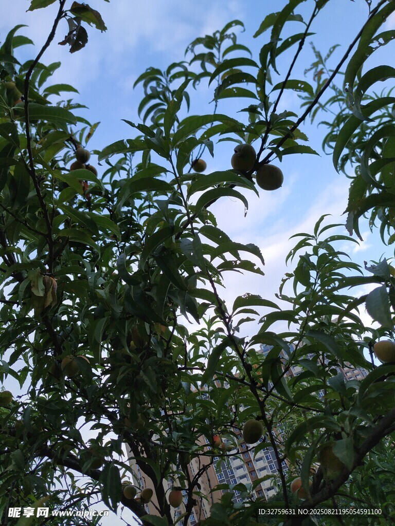 枝叶繁茂的果树