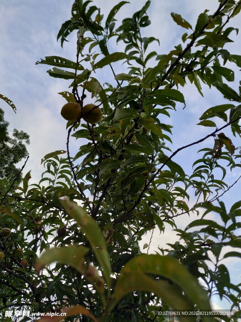 枝头果实与繁茂绿叶