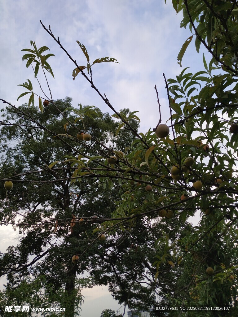 繁茂枝叶间的天空一角