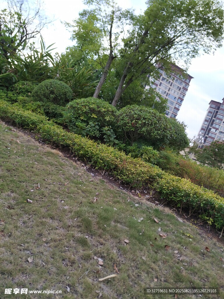 城市中的绿意灌木丛景观