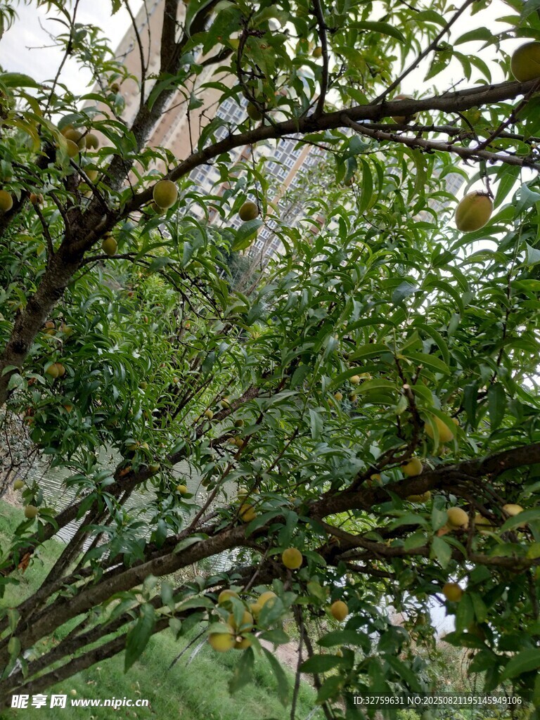 繁茂枝叶下的绿意世界
