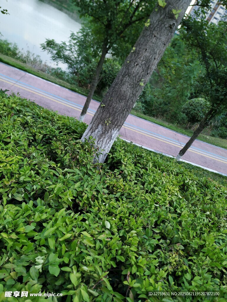 路边绿意盎然的草木景观