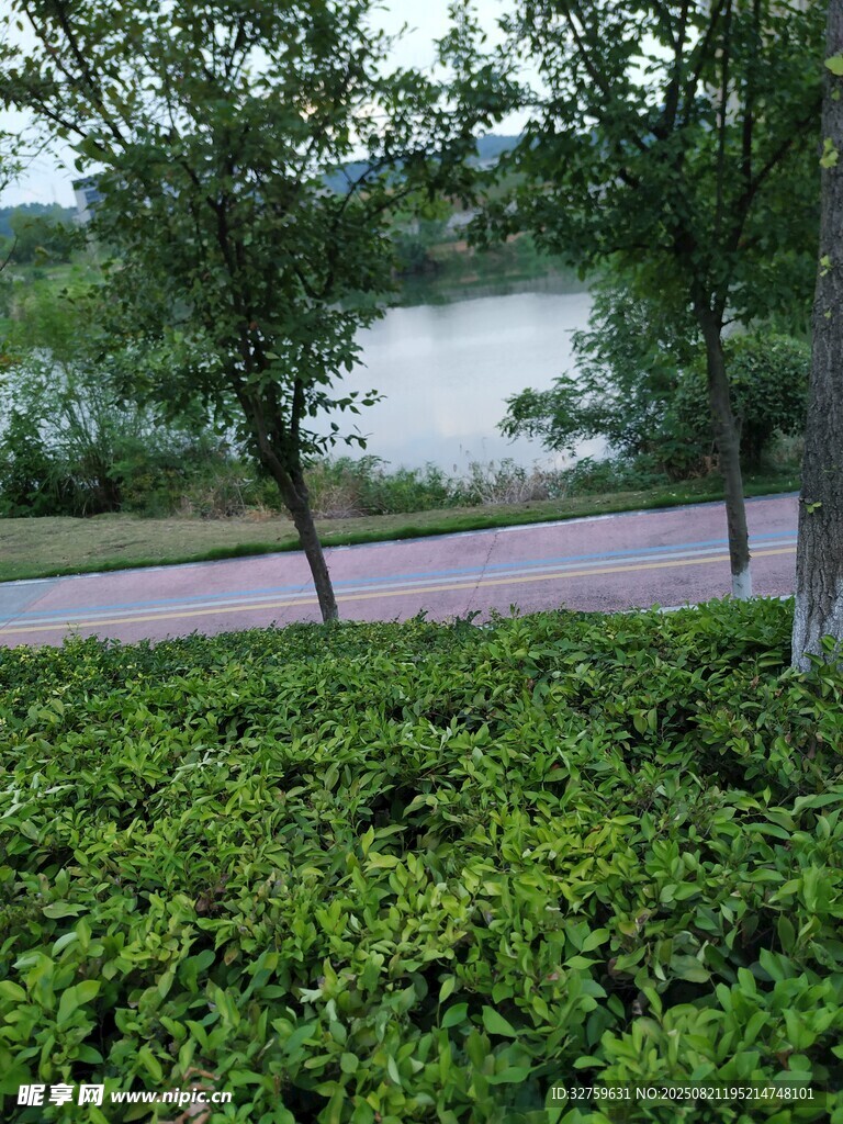 湖畔绿植环绕的静谧小路