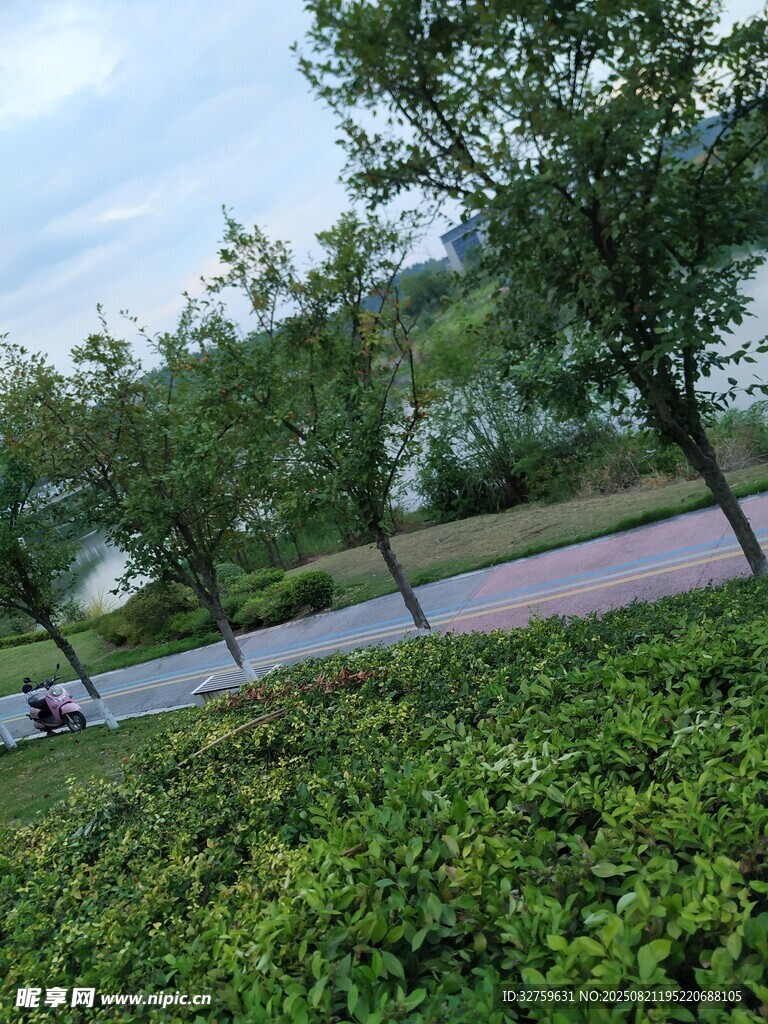 绿意盎然的路边自然景致