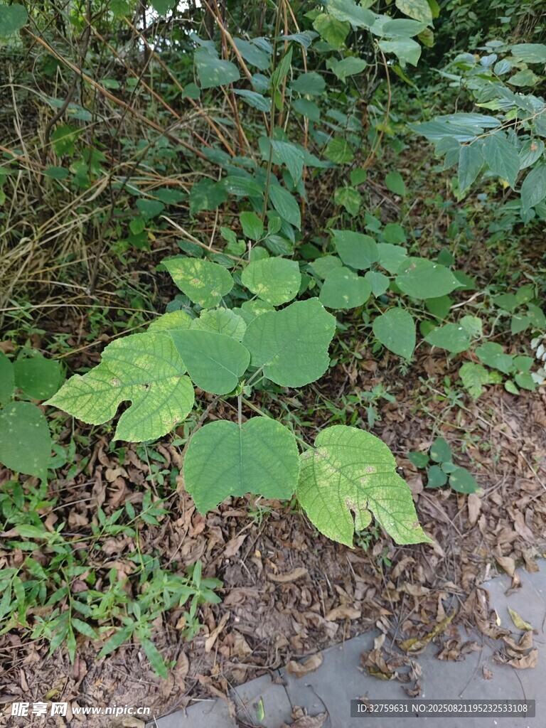 绿叶植物生长于地面