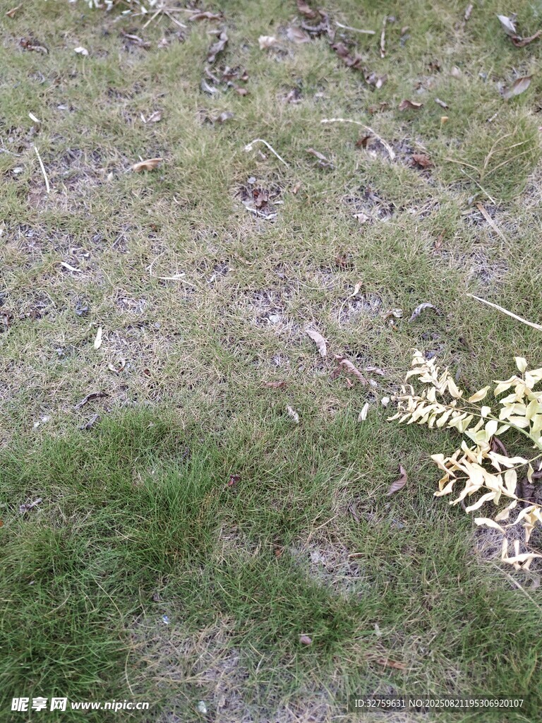 草地中的枯黄植物