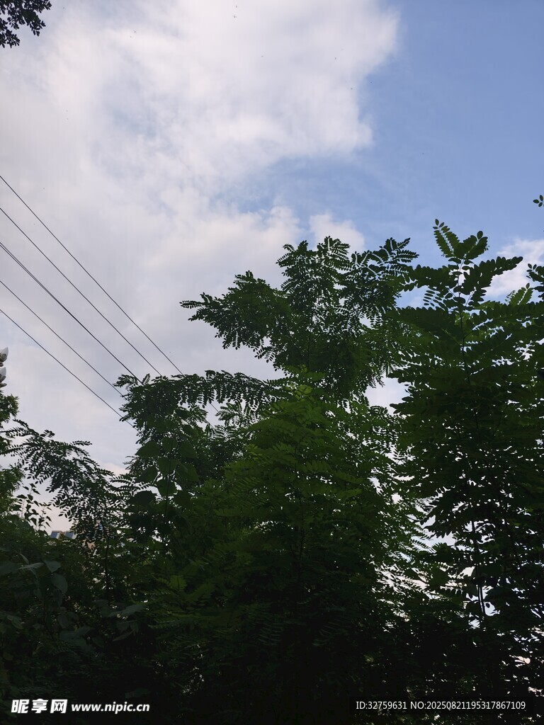蓝天绿树间的电线景观