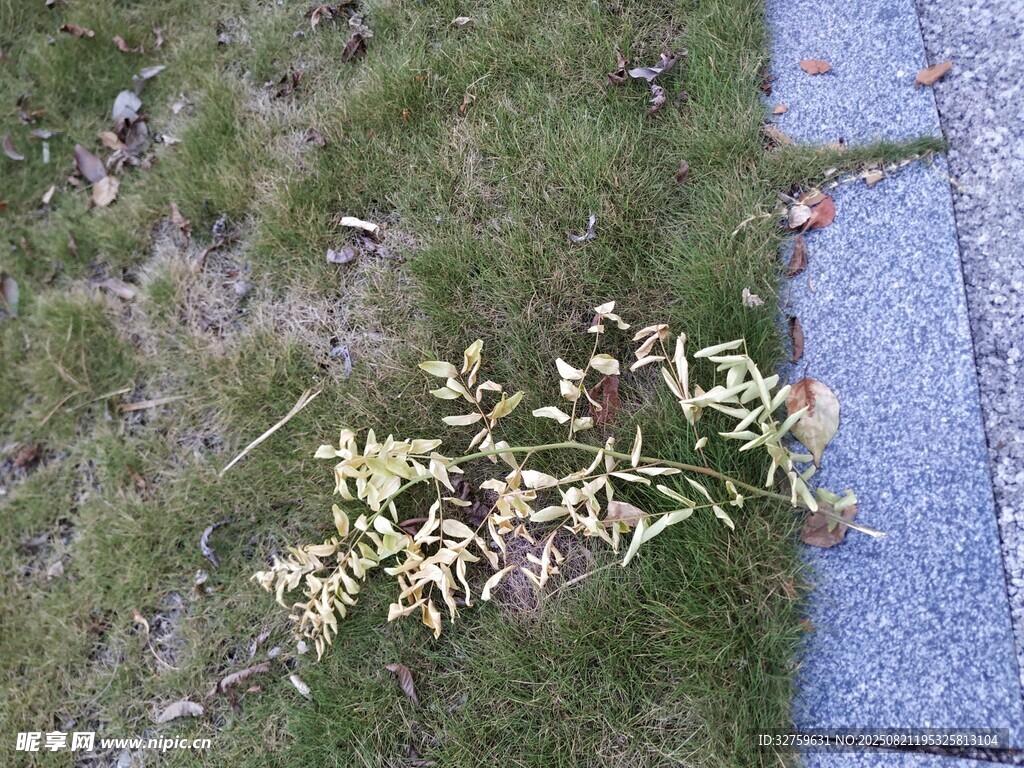 路边枯萎植物