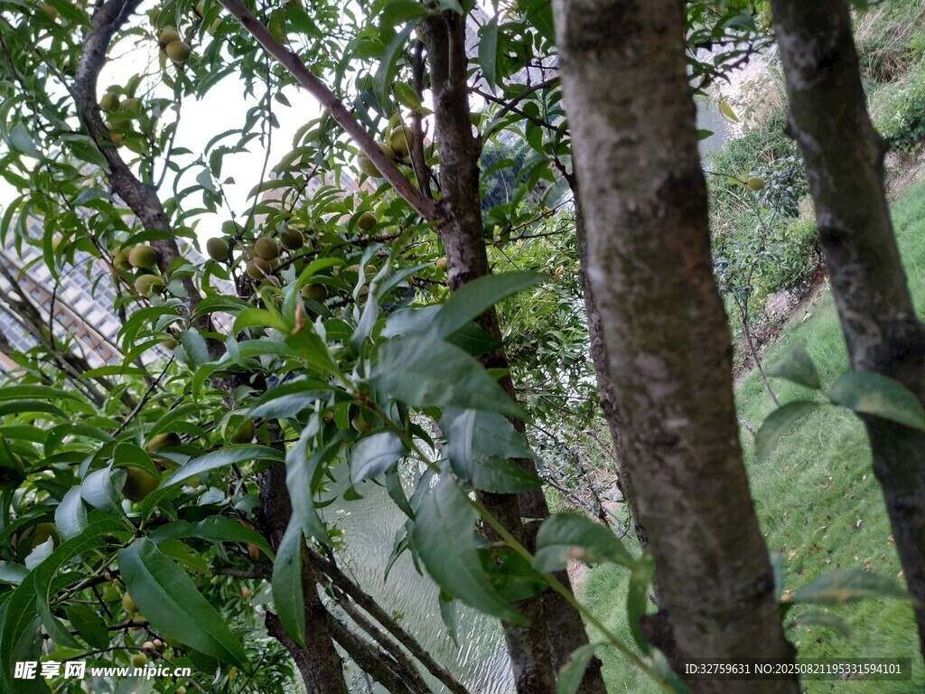 山林间繁茂的树木与枝叶