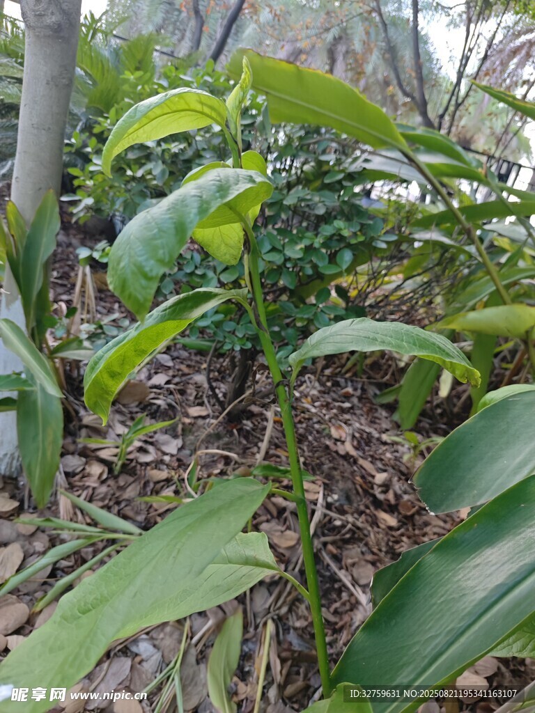 繁茂绿植展现自然生机