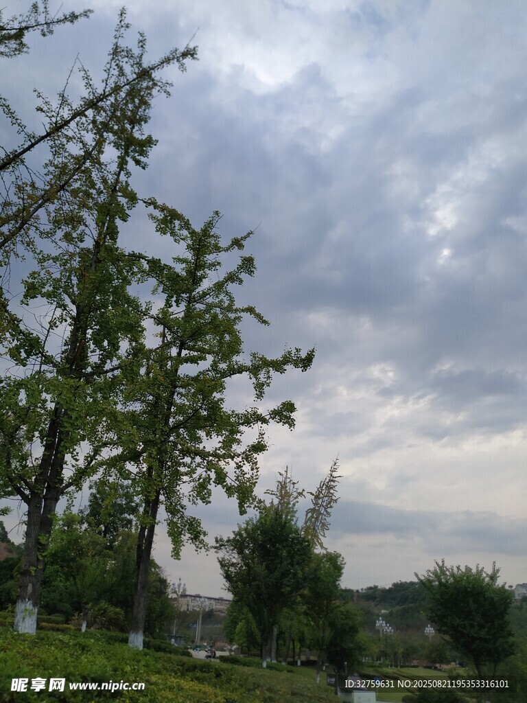 阴天里的树木景致