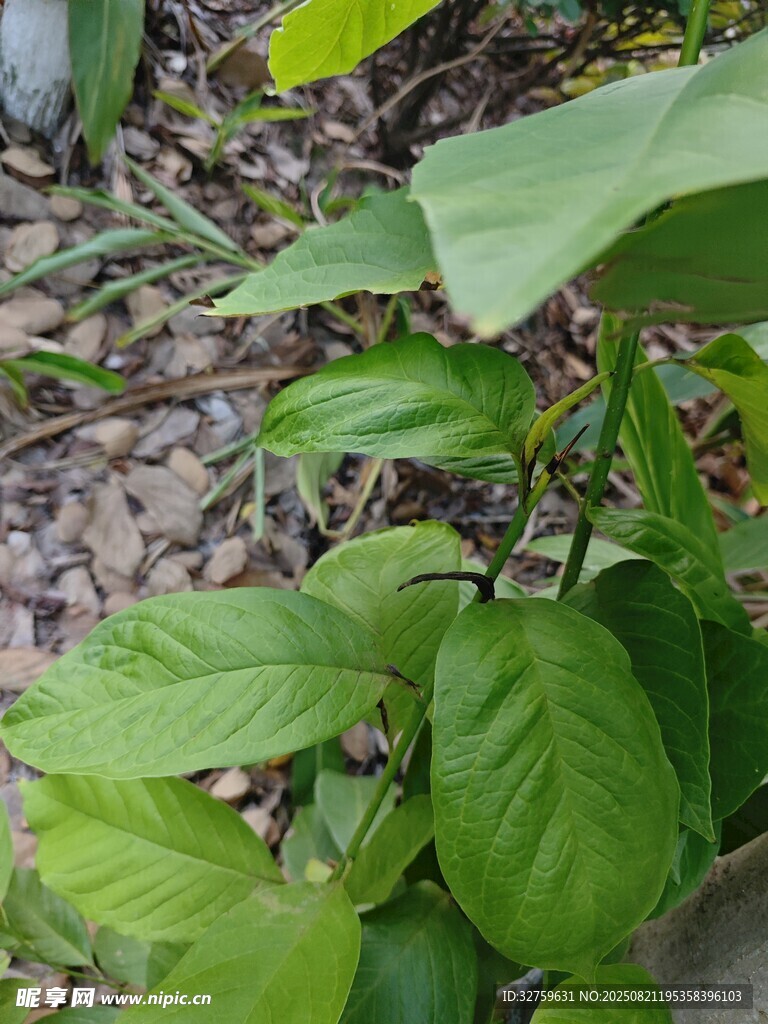 绿叶植物特写
