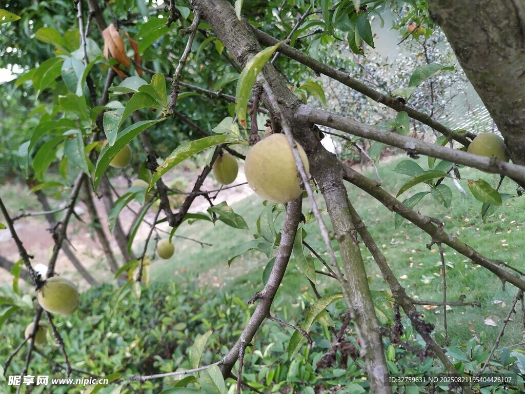 树上挂着的黄色果实