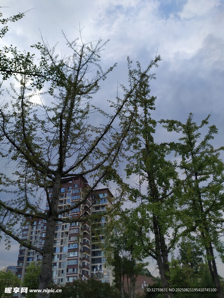 城市中光秃与葱郁的树木