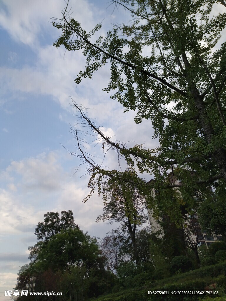 蓝天绿树间的自然景致