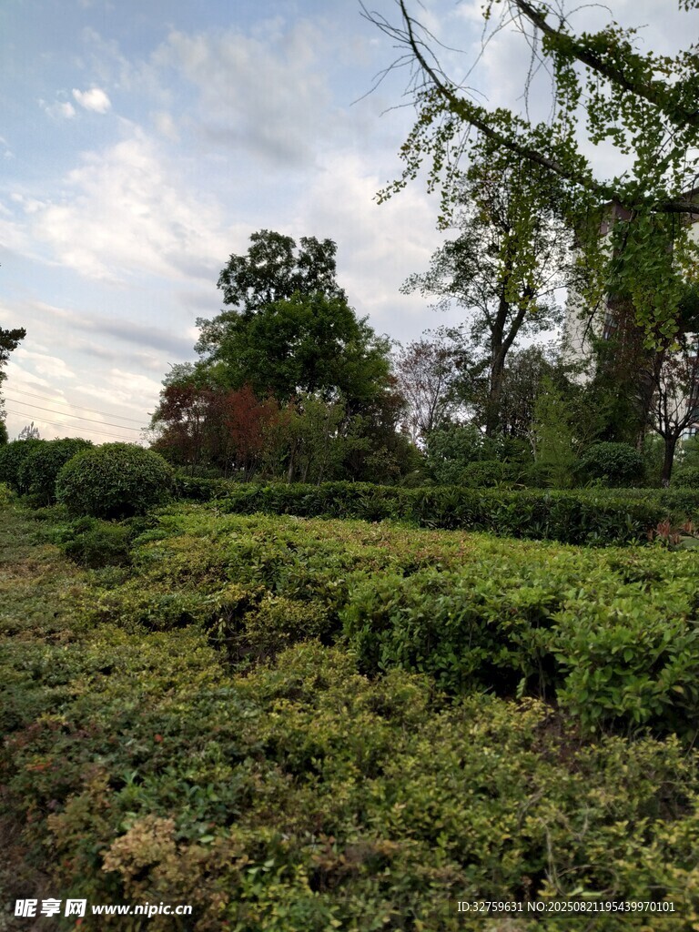 绿意盎然的茶园风光