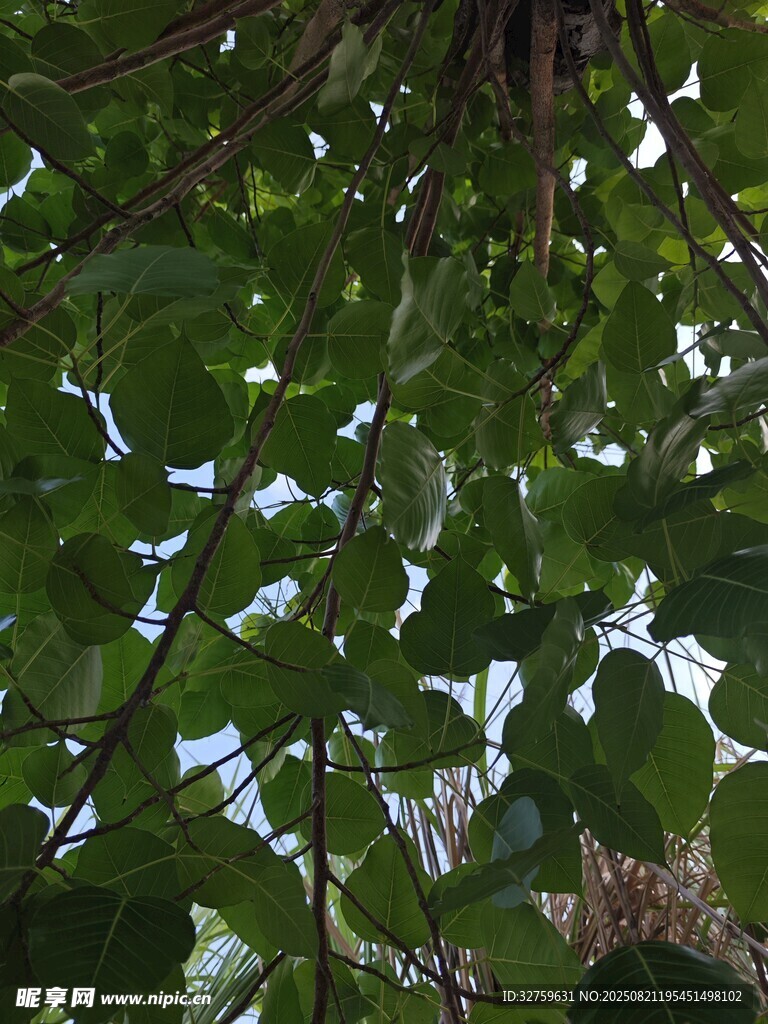 繁茂绿叶间的光影景致
