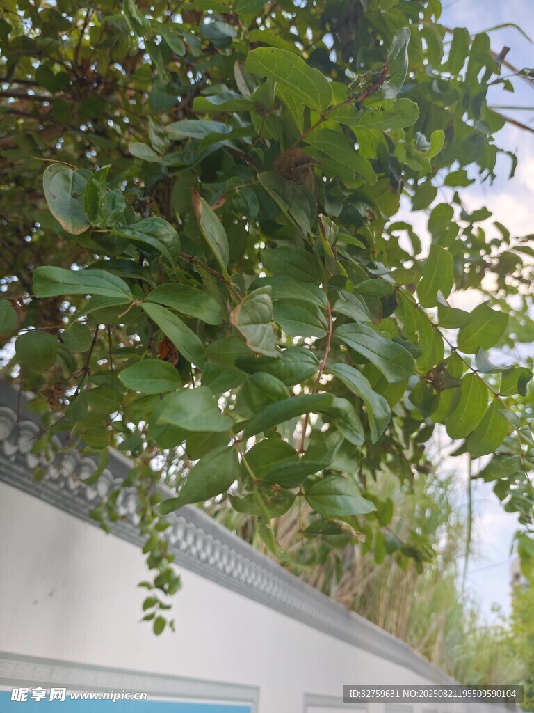 墙边绿植生机盎然