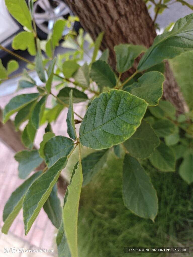 翠绿枝叶特写