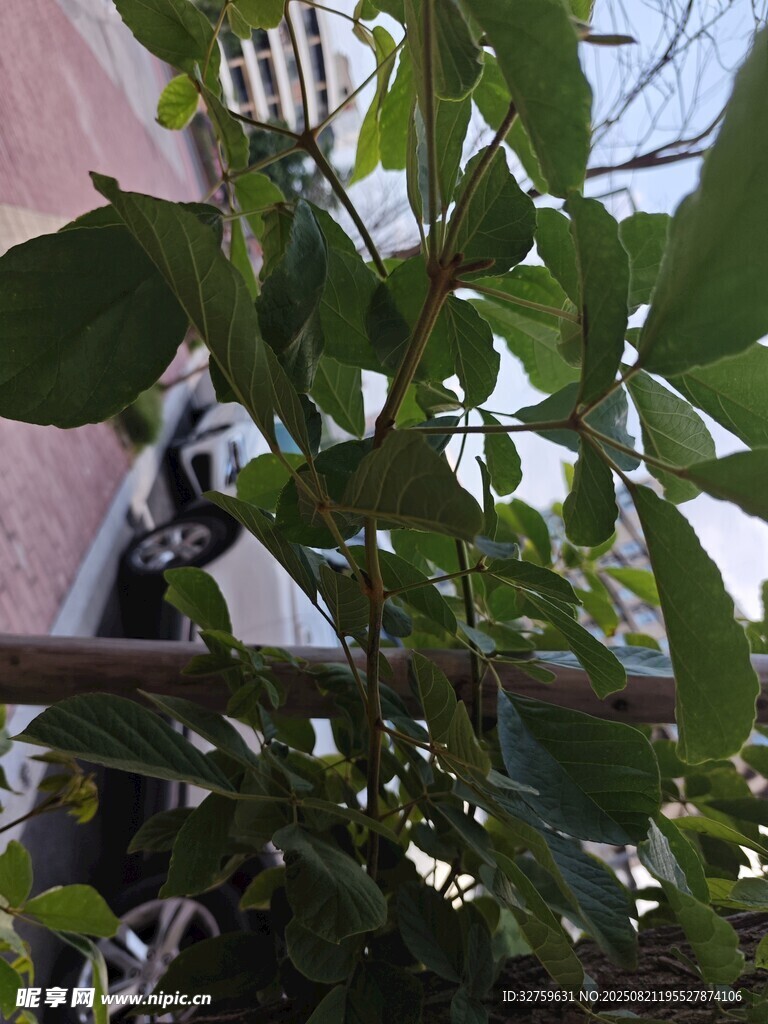 绿叶间的黑猫