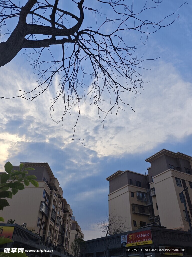 城市上空的光秃树枝与建筑
