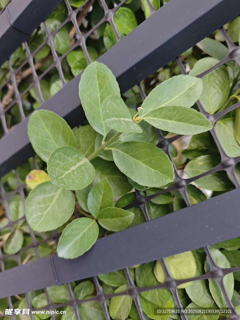 绿叶穿网格